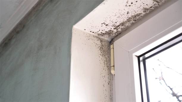 Best Professional Mold Removal  in Dover Base Housing, DE