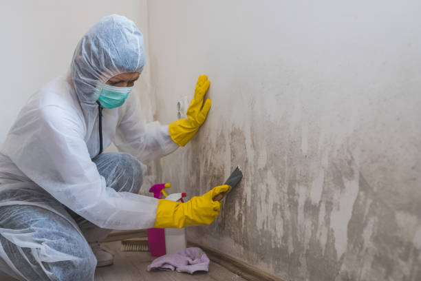 Best Mold Damage Repair  in Dover Base Housing, DE