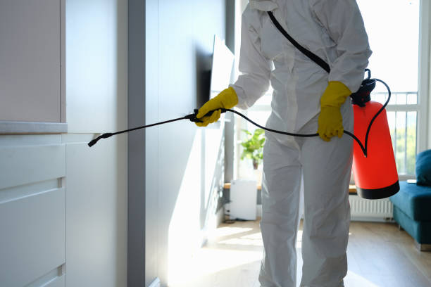 Best Professional Mold Removal  in Dover Base Housing, DE