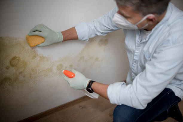 Best Home Mold Removal  in Dover Base Housing, DE