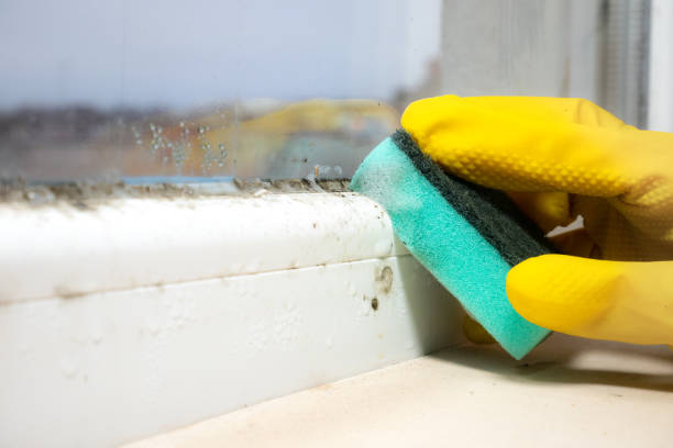 Best Commercial Mold Removal  in Dover Base Housing, DE