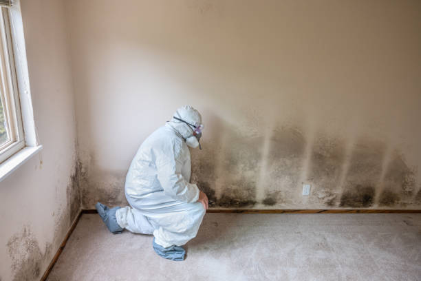 Best Professional Mold Removal  in Dover Base Housing, DE