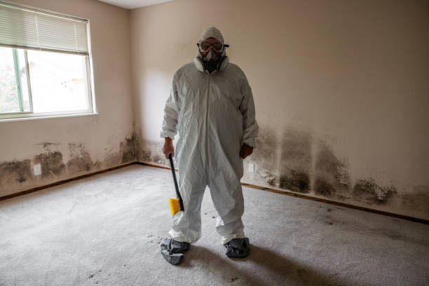 Certified Mold Removal in Dover Base Housing, DE