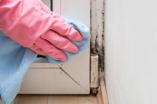 Best Best Mold Removal Companies  in Dover Base Housing, DE