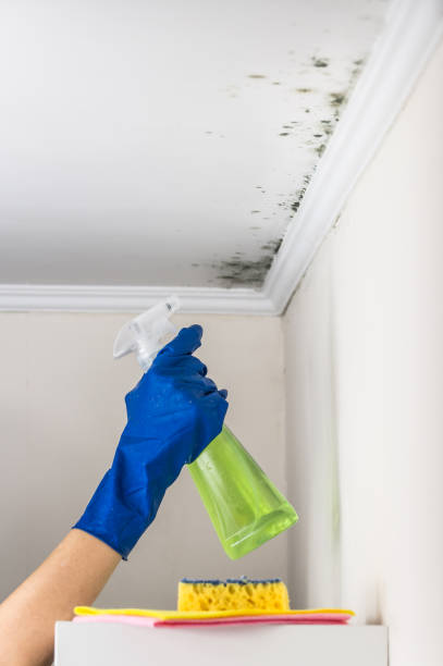 Professional Mold Removal in Dover Base Housing, DE