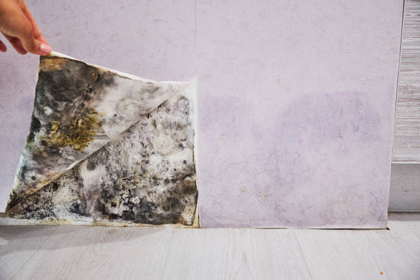 Best Commercial Mold Removal  in Dover Base Housing, DE